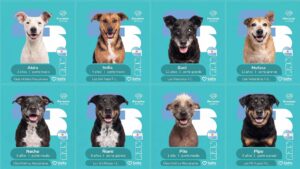 Imagen editorial relacionada con: Salta lanza una campaña de adopción de perros inspirada en el álbum de figuritas del Mundial
