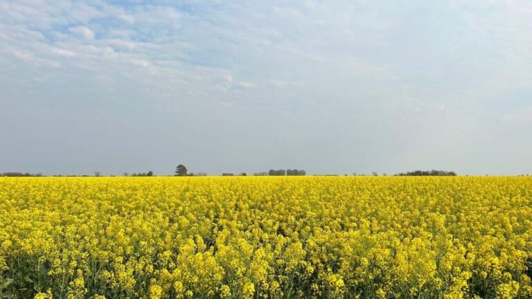 Imagen editorial relacionada con: Sorpresa: el supercultivo con mejores márgenes que el trigo y que tiene menos gastos