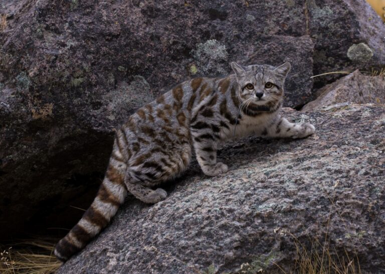 Imagen editorial relacionada con: Registran al gato andino en Mendoza: hallazgo clave de la especie más amenazada de América