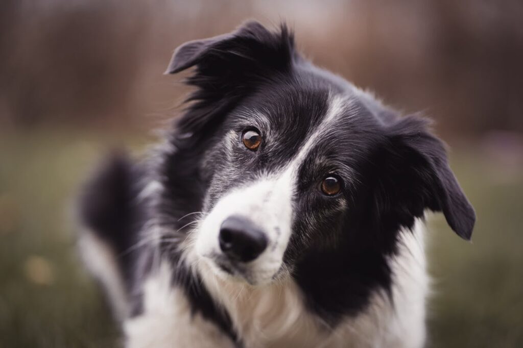 Imagen editorial relacionada con: Veterinarios establecen los siete años como el inicio de la vejez en el Border Collie