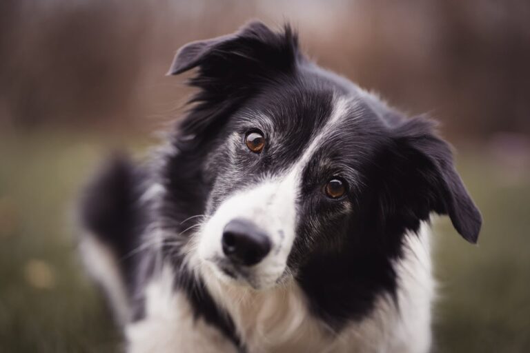 Imagen editorial relacionada con: Veterinarios establecen los siete años como el inicio de la vejez en el Border Collie