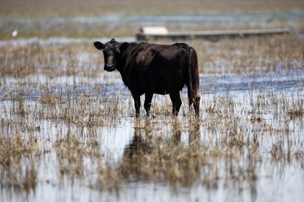 Imagen editorial relacionada con: Emergencia hídrica en Santa Fe y Chaco: productores ganaderos deben ajustar el manejo por inundaciones