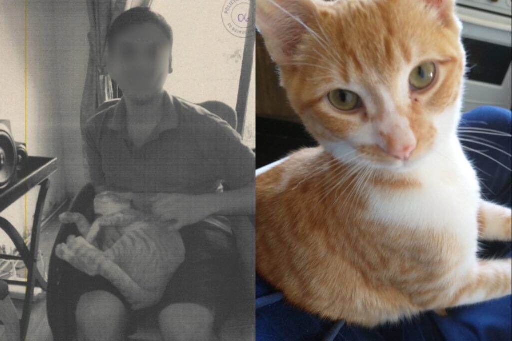 Denuncian a un hombre en Retiro por el asesinato de 16 gatos