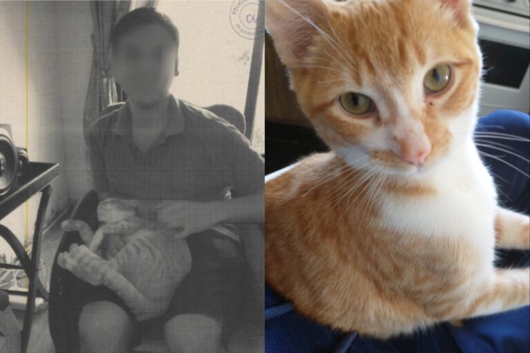 Denuncian a un hombre en Retiro por el asesinato de 16 gatos