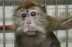 Imagen editorial relacionada con: Siete macacos permanecen encerrados en un subsuelo de Saavedra a la espera de un traslado judicial
