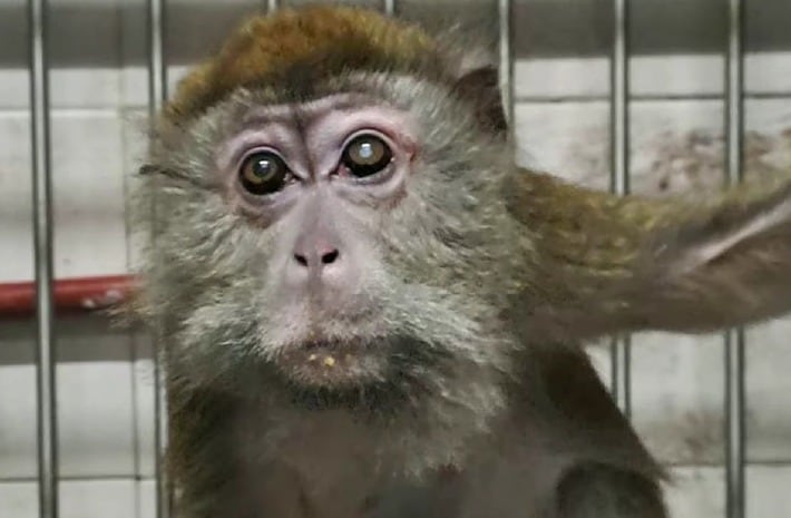 Imagen editorial relacionada con: Siete macacos permanecen encerrados en un subsuelo de Saavedra a la espera de un traslado judicial