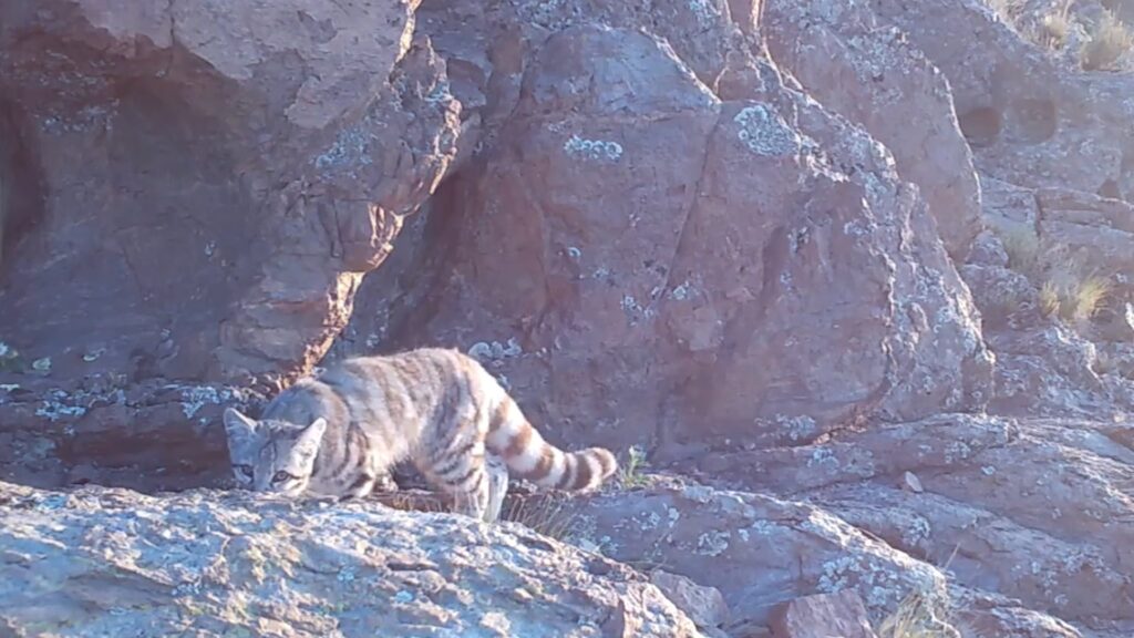 Imagen editorial relacionada con: Registran al gato andino en Mendoza: el felino más amenazado de América reaparece en Malargüe