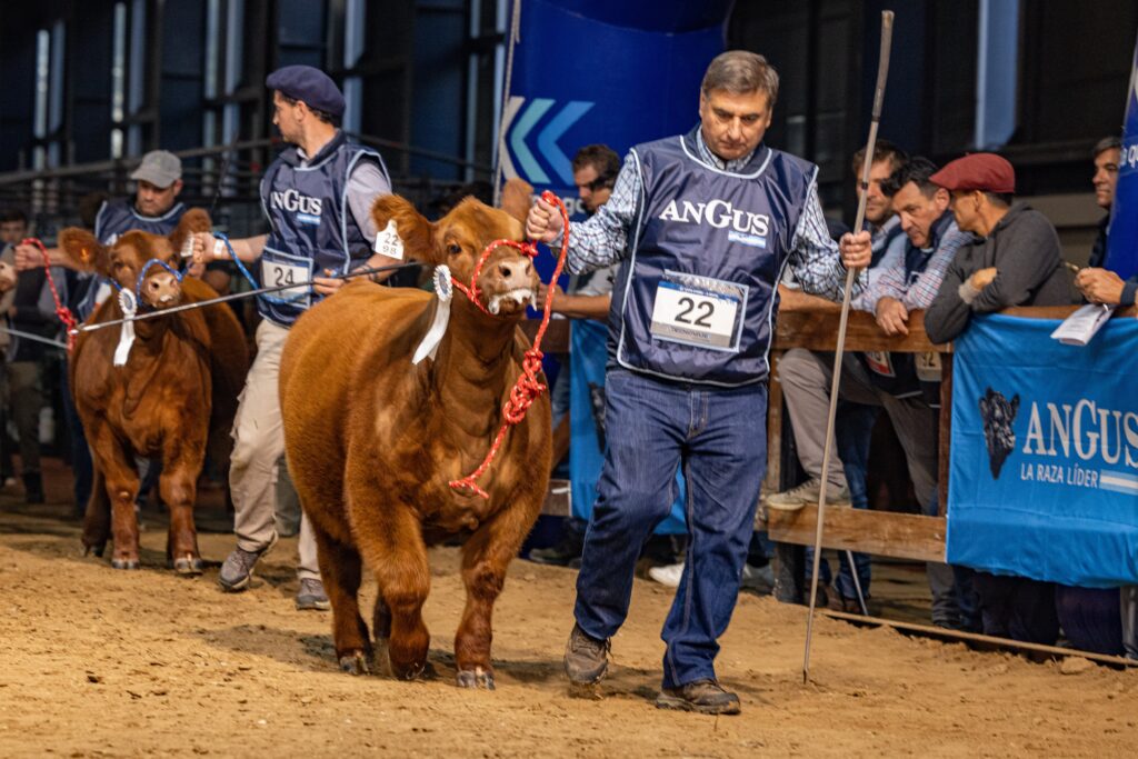La Semana Angus de Otoño inicia con récord de 1000 reproductores