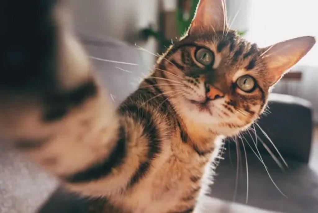 Imagen editorial relacionada con: Científicos confirman que el habla infantilizada optimiza la comunicación y el vínculo con los gatos
