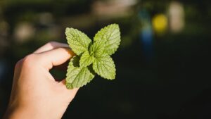 Imagen editorial relacionada con: La ciencia valida diez beneficios de la menta para el tratamiento de afecciones digestivas y cognitivas
