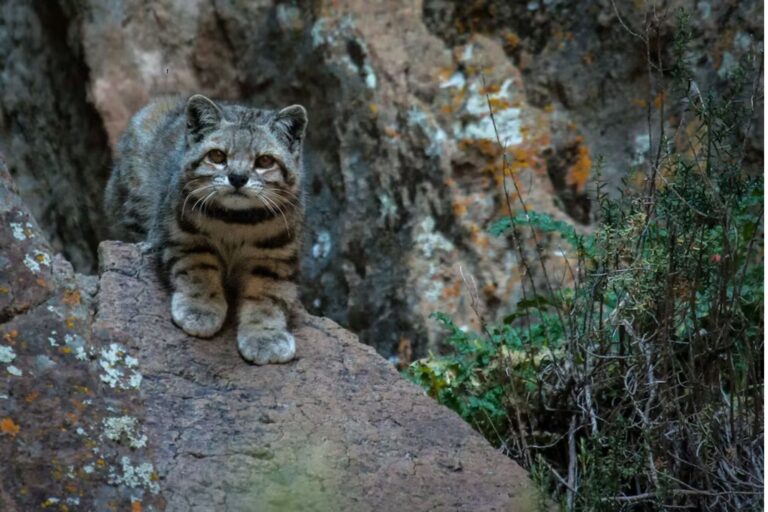 Imagen editorial relacionada con: Científicos registran al gato andino en Mendoza por tercer año consecutivo en La Payunia