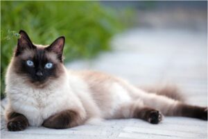 Imagen editorial relacionada con: Guía veterinaria para identificar la vejez en gatos siameses y prevenir enfermedades crónicas