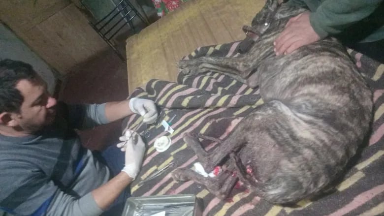 Imagen editorial relacionada con: Un trabajador rural sobrevivió al ataque de un jabalí de 200 kilos en Mendoza