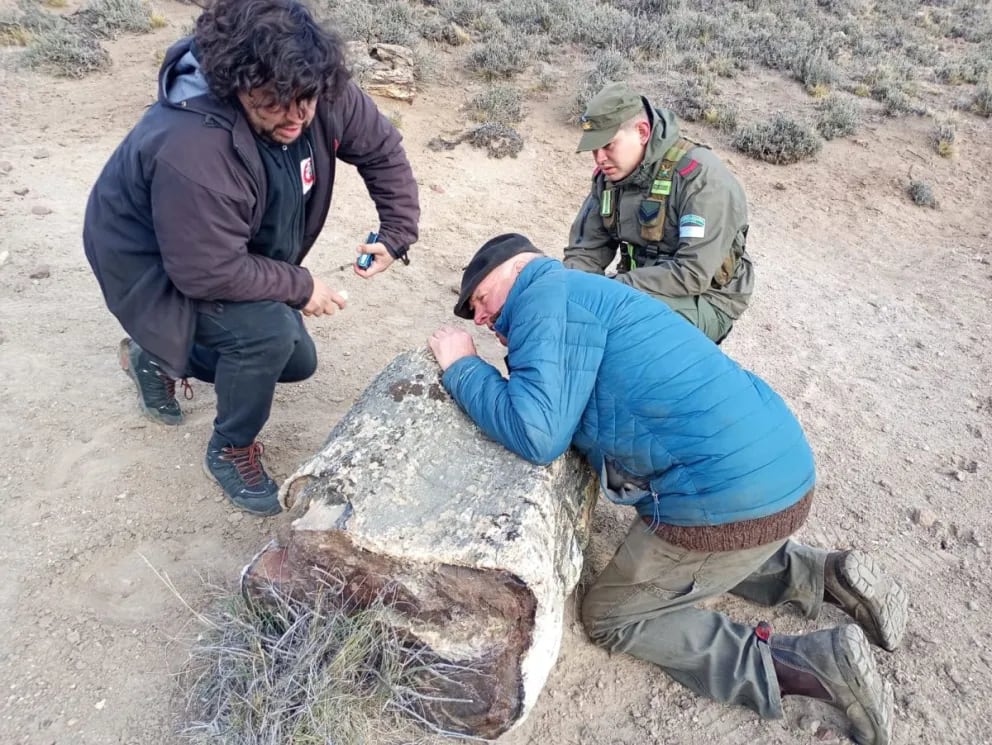 Hallan tres bosques petrificados de 50 millones de años en Río Negro