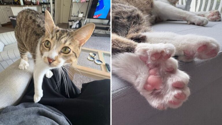 Un gato polidáctilo de Michigan igualó el récord mundial de 28 dedos