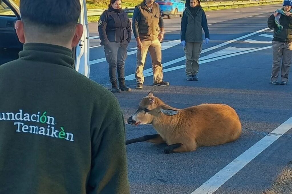 Rescatan a un ciervo de los pantanos herido en la autopista