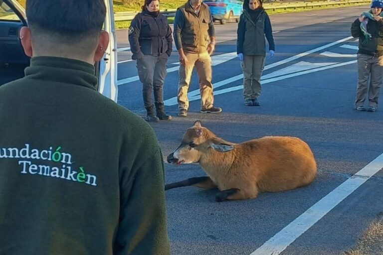 Rescatan a un ciervo de los pantanos herido en la autopista