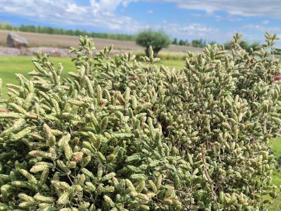 Mendoza duplica exportaciones de orégano y alcanza los 600.000 kilos