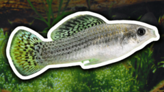 Científicos descubren cómo una especie de peces hembra sobrevive sin