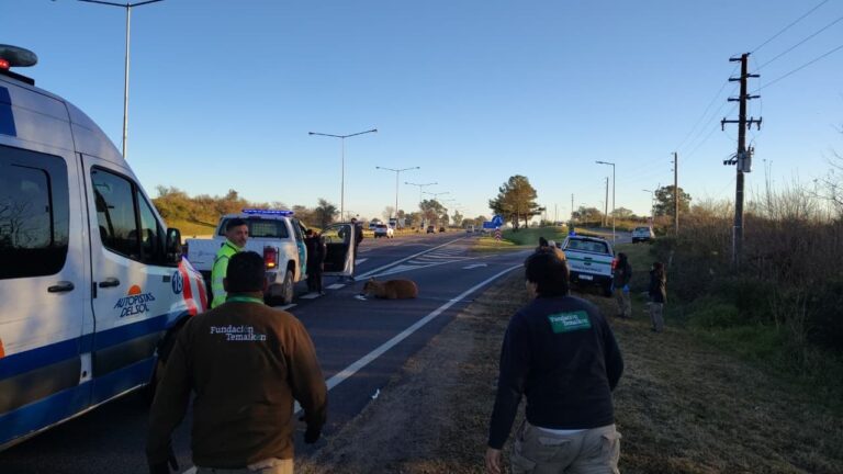 Rescatan a un ciervo de los pantanos en la autopista Panamericana