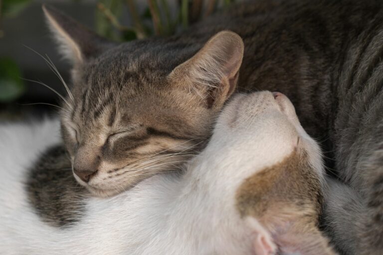 Gatos: identifican señales físicas y conductuales previas al deceso
