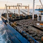 Flotas extranjeras capturan cuatro veces más que la pesca argentina