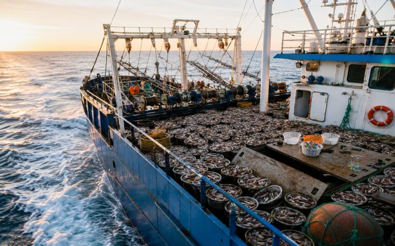 Flotas extranjeras capturan cuatro veces más que la pesca argentina