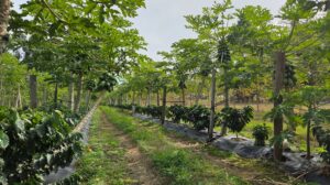 Corrientes inicia la producción de café de especialidad en Empedrado