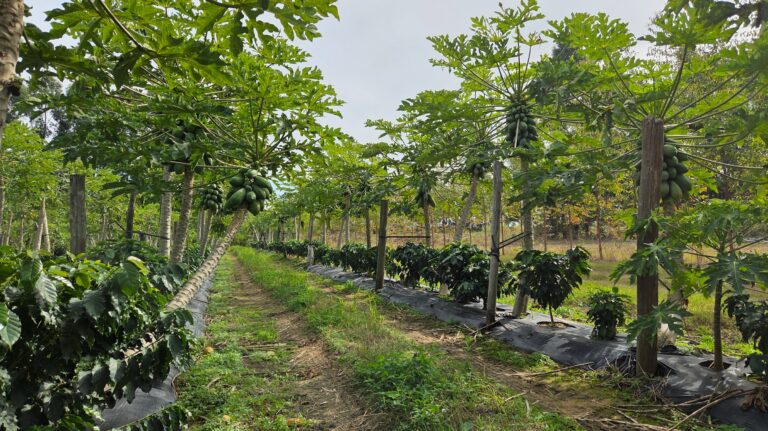 Corrientes inicia la producción de café de especialidad en Empedrado