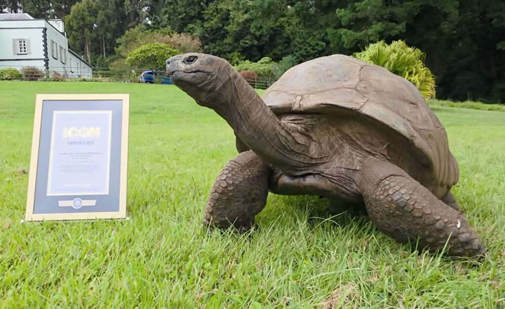 La tortuga Jonathan cumple 194 años y es el animal más viejo del mundo