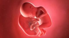 Desbaratan en Pakistán una red de tráfico ilegal de placentas humanas