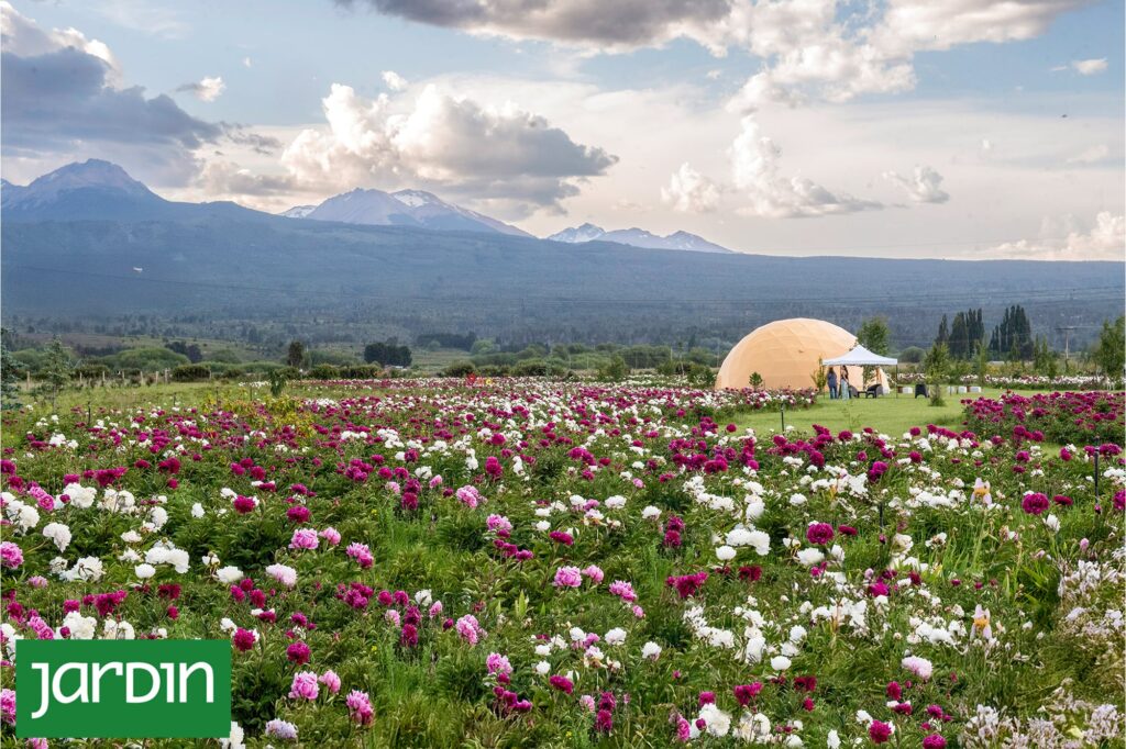 Trevelin consolida su polo de peonías con la apertura del jardín Taiyō