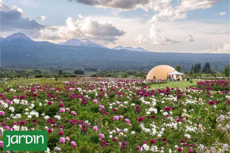 Trevelin consolida su polo de peonías con la apertura del jardín Taiyō