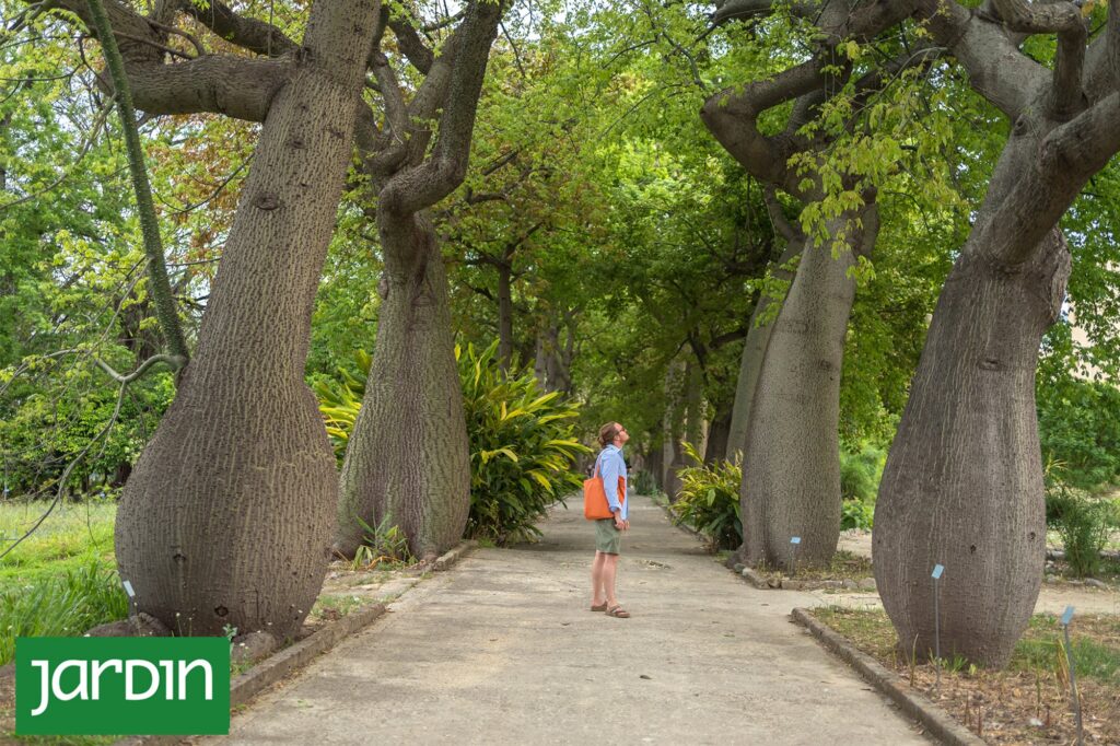 El palo borracho: el árbol nativo que funciona como una suculenta