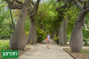 El palo borracho: el árbol nativo que funciona como una suculenta