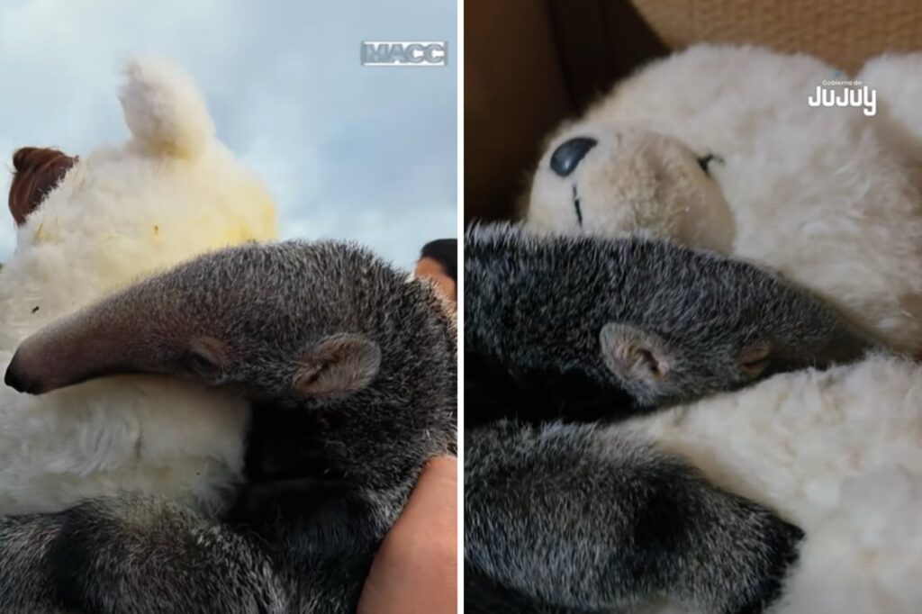 Rescatan a un oso hormiguero huérfano en Jujuy mediante terapia de