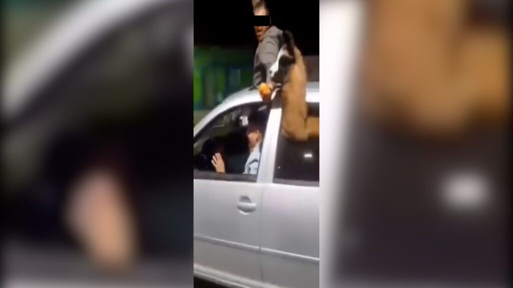 Denuncian a un agente penitenciario por trasladar una llama en su auto