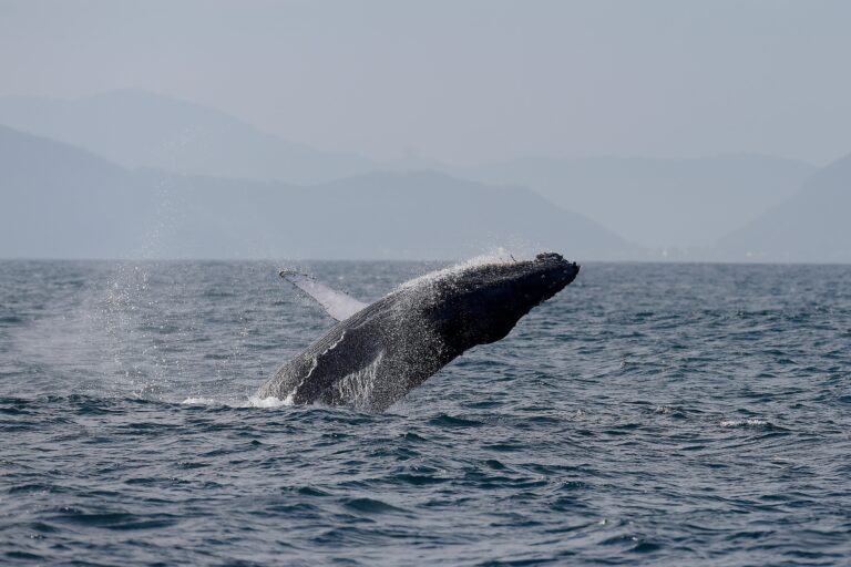 Río de Janeiro registra un aumento récord en el avistamiento de